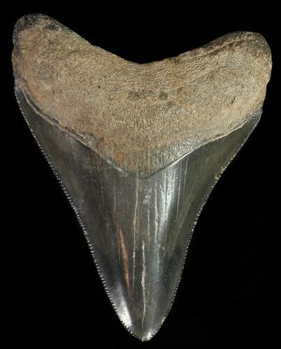 Serrated, Juvenile Megalodon Tooth #70564